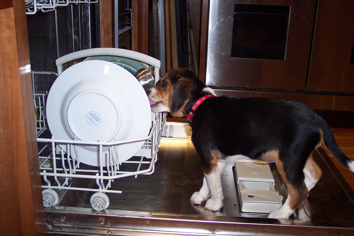 Puppy licking dishes in dishwasher