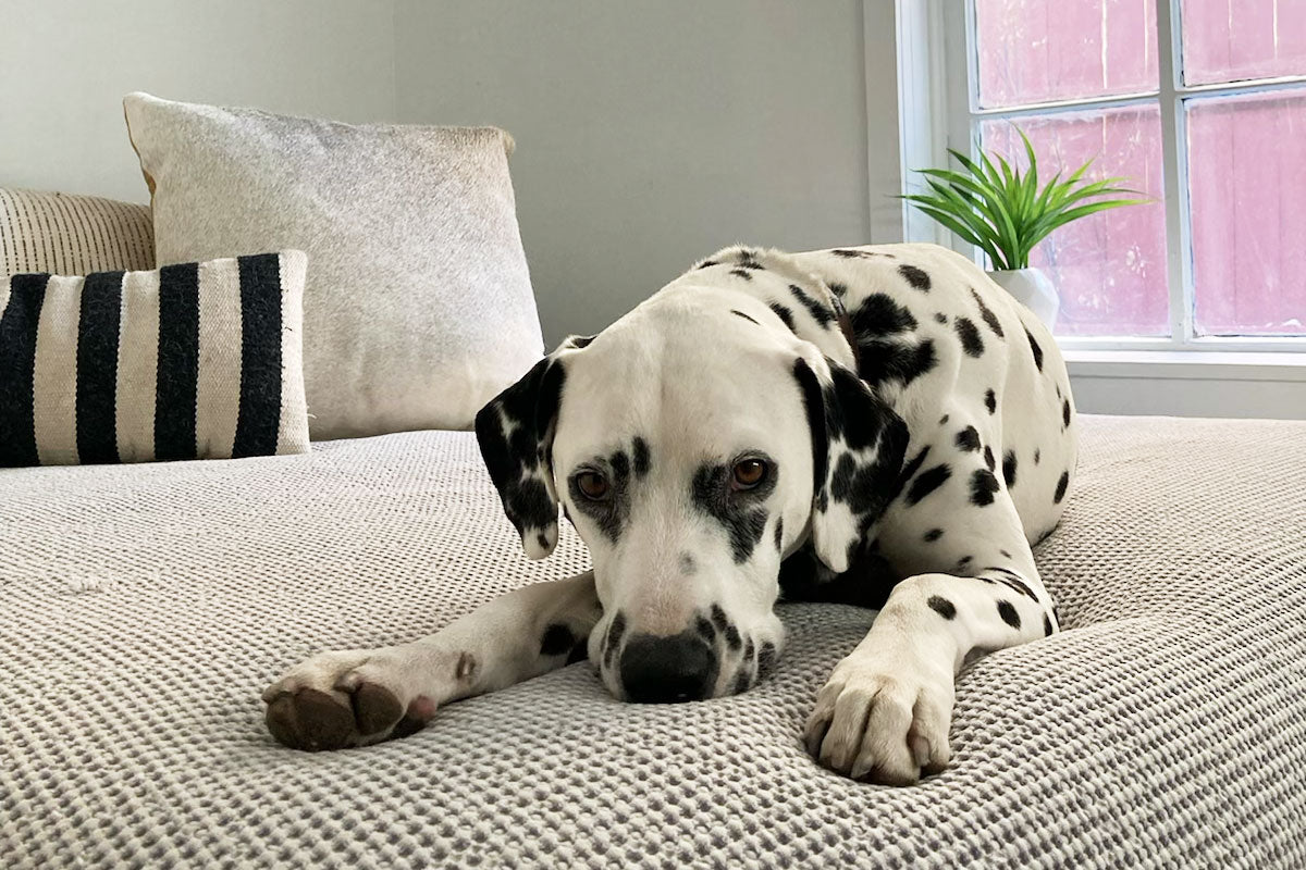 Dalmatian laying on bed